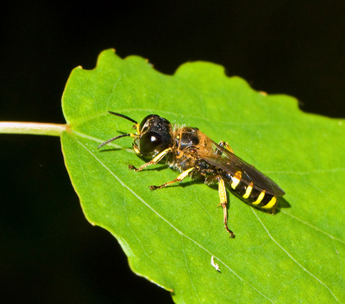 Square-headed Wasp (Ectemnius lapidarius).jpg