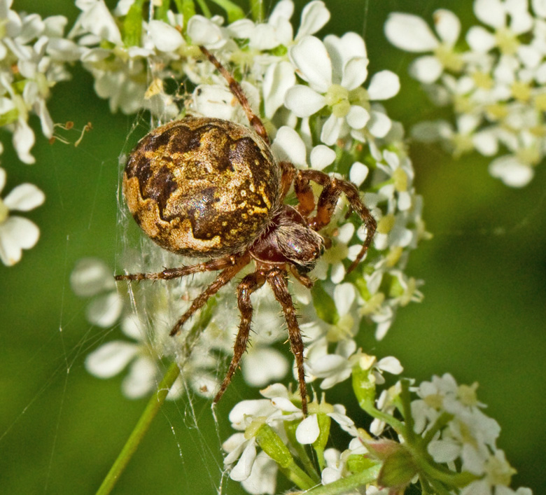 Brmspindel (Larinioides patagiatus).jpg