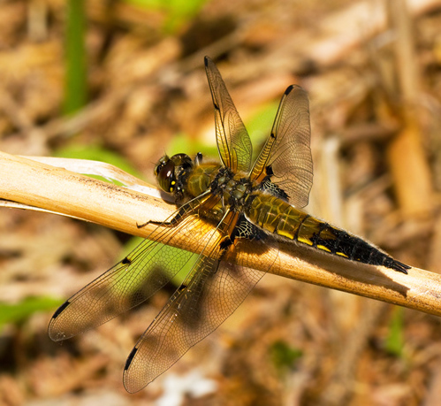 Four-spotted Chaser   (Libellula quadrimaculata).jpg