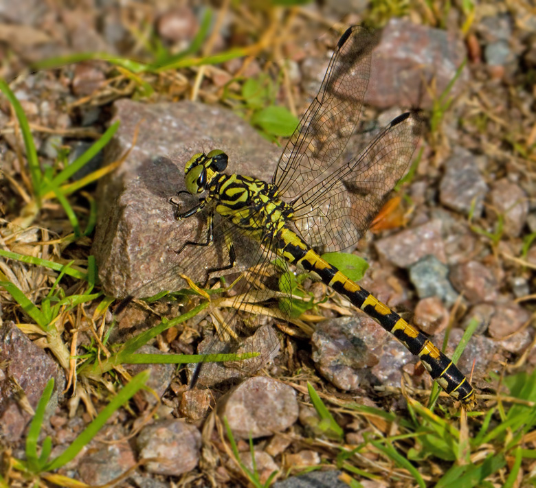 Small Pincertail, Stentngtrollslnda (Onychogomphus forcipatus).jpg