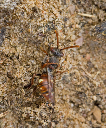 Mogkbi (Nomada alboguttata).jpg