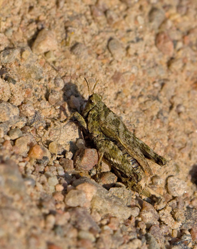 Two-spotted Groundhopper, Punkttorngräshoppa (Tetrix bipunctata).jpg