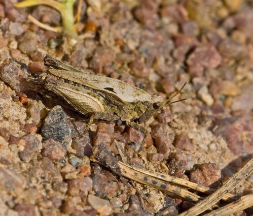 Two-spotted Groundhopper, Punkttorngräshoppa (Tetrix bipunctata).jpg