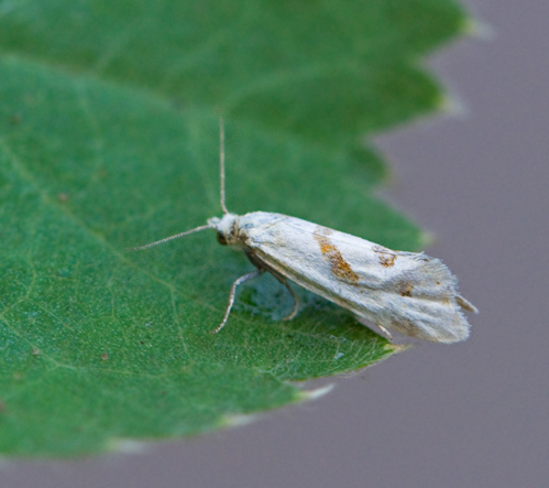 Aethes smeathmanniana.jpg