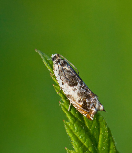 Aspsikelvecklare (Ancylis laetana).jpg