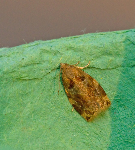 Trysommarvecklare (Archips xylosteanus).jpg