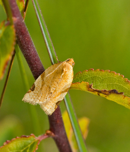 Blåbärsbredvecklare (Paramesia gnomana).jpg
