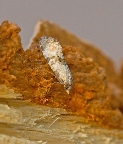 Cochylis pallidana.jpg
