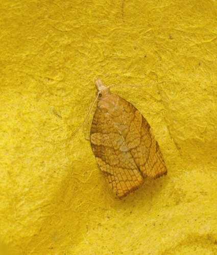 Hasselbredvecklare (Pandemis corylana).jpg