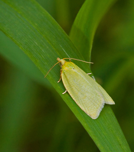 Green Oak Tortrix Ekvecklare (Tortrix viridana).jpg