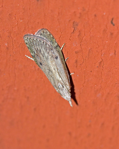 Snout Moths, Solmott (Pyralidae)