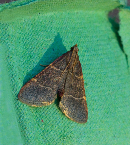 Herkulesmott (Hypsopygia glaucinalis).jpg