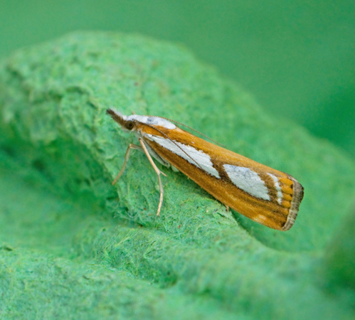 Bandat silvergräsmott (Catoptria permutatellus).jpg