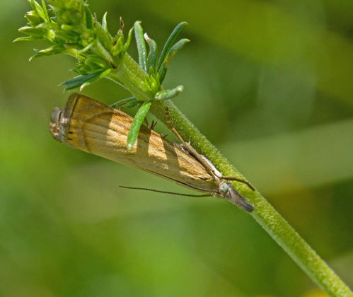 Trädgårdsgräsmott (Chrysoteuchia culmella).jpg