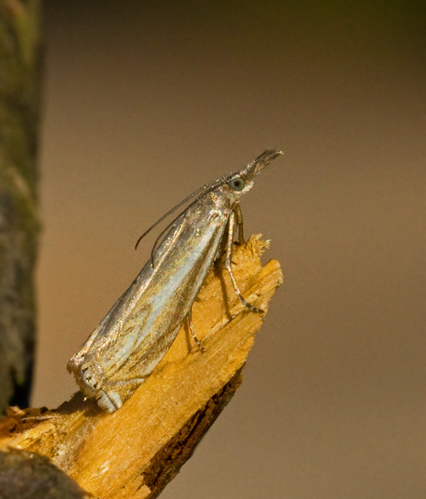Fältgräsmott (Crambus lathoniellus).jpg