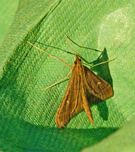 Punktmott (Dolicharthria punctalis).jpg
