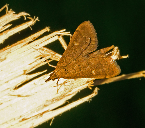 Punktmott (Dolicharthria punctalis).jpg