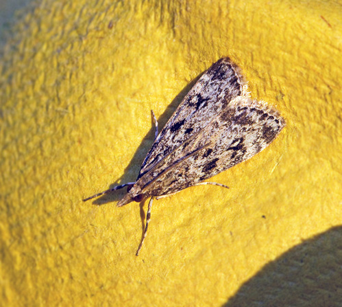 Stamugglemott (Eudonia truncicolella).jpg