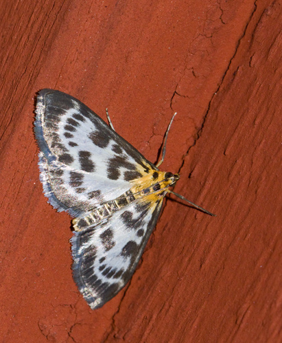 Vitt nässelmott (Eurrhypara hortulata).jpg