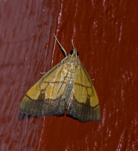Löktravsmott (Evergestis limbata).jpg
