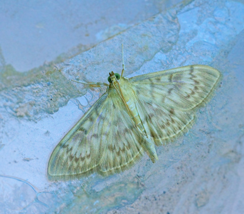 Större nässelmott (Pleuroptya ruralis).jpg