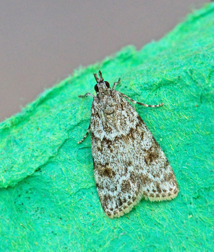 Föränderligt ugglemott (Scoparia ambigualis).jpg