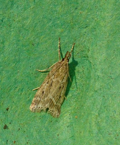 Blekt ugglemott (Eudonia pallida).jpg