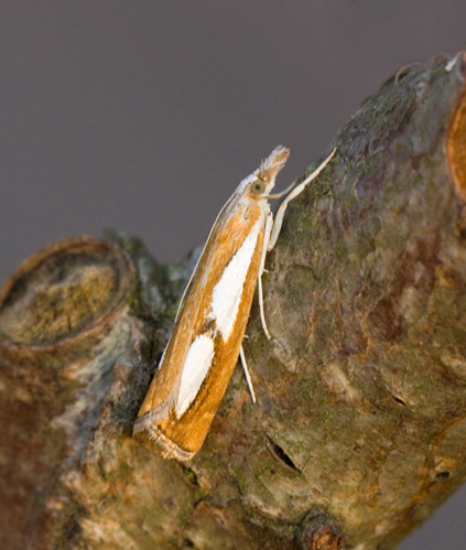Silverfläckat gräsmott (Catoptria pinella).jpg