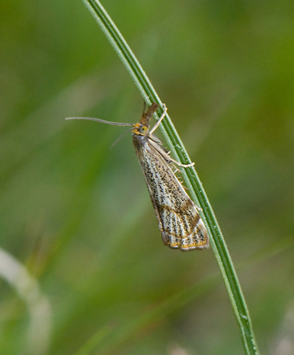 Bågbandsgräsmott (Thisanotia chrysonuchella).jpg