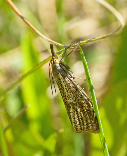 Bågbandsgräsmott (Thisanotia chrysonuchella).jpg