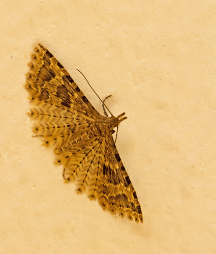 Twenty-plume Moth, Kaprifolfjdermott (Alucita hexadactyla).jpg