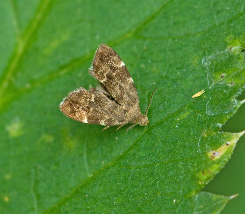 Bredvingad nsselmal, Nettle-tap (Anthophila fabriciana).jpg