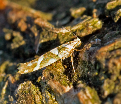 Alhngemal (Argyresthia goedartella).jpg