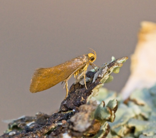 Gulstjrtad brunpraktmal (Crassa unitella).jpg