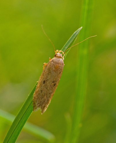 Stvmalar, Gelechiidae