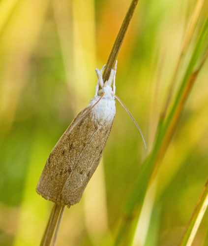 Kaveldunsmott (Calamotropha paludella).jpg