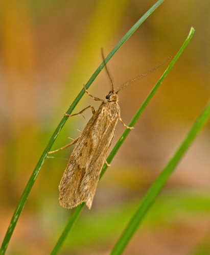 Diurnea lipsiella2.jpg