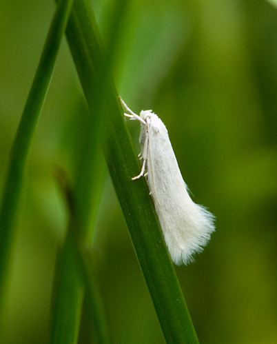 Silvergrsmal (Elachista argentella).jpg