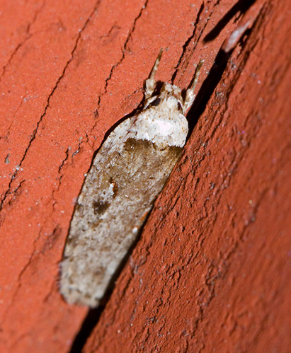 Vithvdad skrpmal (Endrosis sarcitrella).jpg
