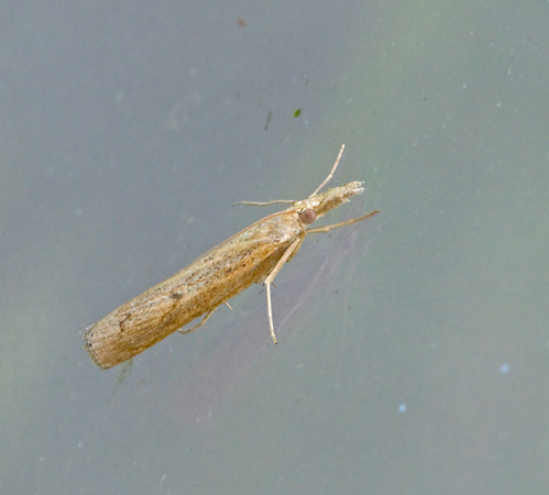 Gräsmattemott (Pediasia contaminella).jpg