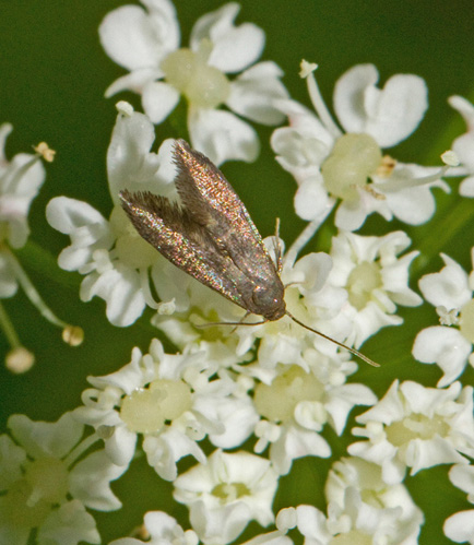 Grfibblefltma (Scythris laminella).jpg