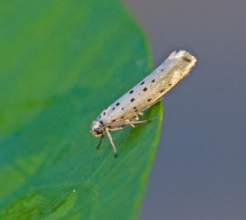 Blyspinnmal (Yponomeuta sedella).jpg