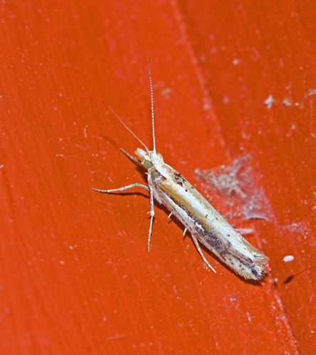 Vitstreckad hstmal (Ypsolopha parenthesella).jpg