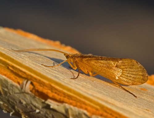 Limnephilus ignavus.jpg