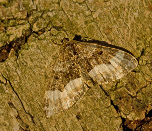 Euphyia unangulata.jpg