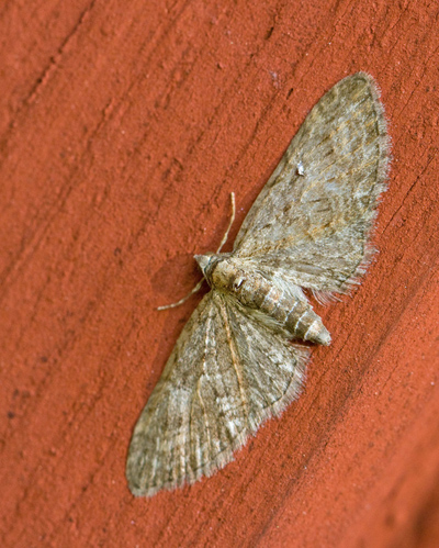 Eupithecia dodoneata.jpg