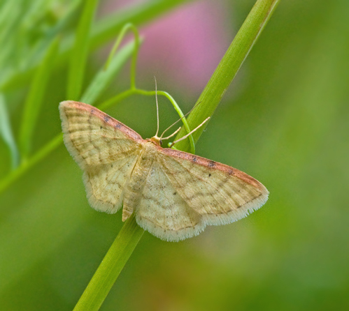 Rdbrmad lvmtare (Idaea humiliata).jpg