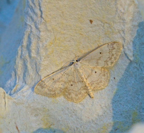 Tofsfotad lvmtare (Idaea biselata).jpg