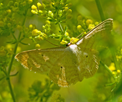 Halmfrgad lvmtare (Idaea sylvestraria).jpg