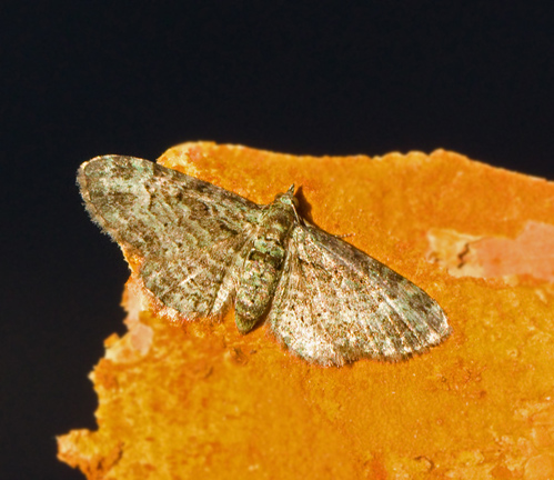 Pasiphila rectangulata, Grön malmätare.jpg